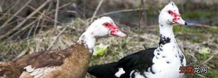麝香鸭是国家保护动物，捡到国家二级保护动物麝香鸭会奖励吗