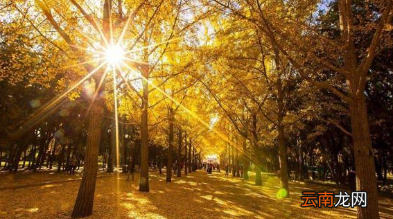 上海最古老的银杏树在哪里，上海古银杏公园最佳观赏时间