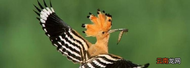 头上有冠的鸟，头上有冠翅膀上有白色羽毛的黑鸟是什么鸟